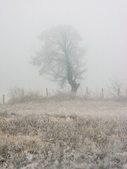 Tree during frosty autumn day