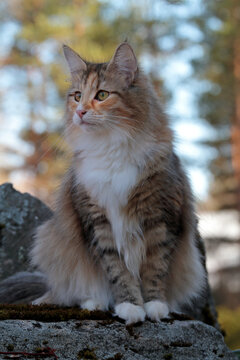 Beautiful norwegian forest cat sitting on a stone in garden