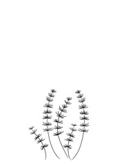 水草　イラスト