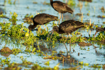 Obraz na płótnie Canvas Glossy ibis (plegadis falcinellus) in a rice field in Albufera of Valencia natural park.