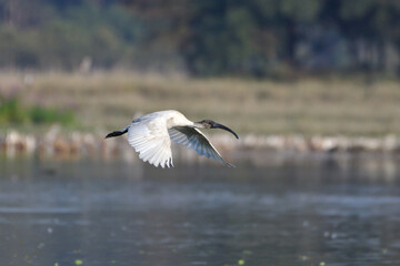 Black Headed Ibis Bird Is Flying Over The Wetland