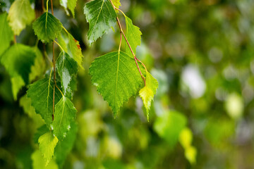 Green birch leaves on a blurred background