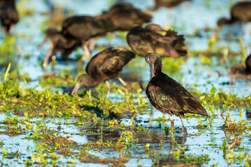 Glossy ibis (plegadis falcinellus) in a rice field in Albufera of Valencia natural park.