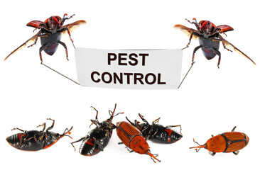 Dead beetles of Red Palm Weevil, Rhynchophorus ferrugineusons and flying beetles of Red palm weevil with Pest Control banner. Pest control concept. Isolated on a white background
