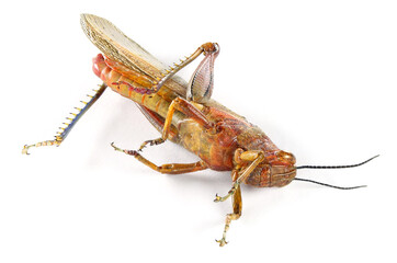 Dead Migratory locust, Locusta migratoria (Acrididae: Oedipodinae). Pest control concept. Isolated on a white background 