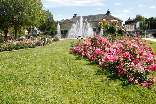 Rosengarten in Bad Kissingen. Bayern, Deutschland, Europa 
Rose garden in Bad Kissingen. Bavaria, Germany, Europe