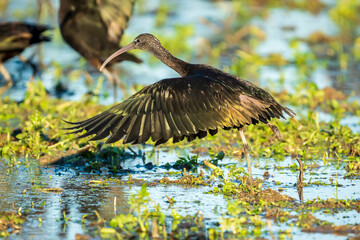 Glossy ibis (plegadis falcinellus) with a single leg in a rice field in the Albufera de Valencia natural park.
