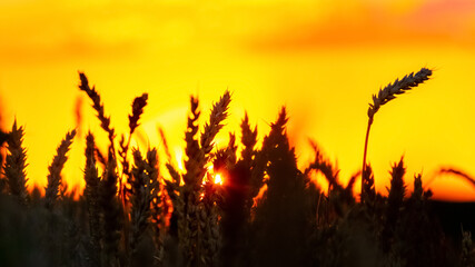 Silhouettes of wheat ears in the field during sunset on a background of picturesque yellow sky