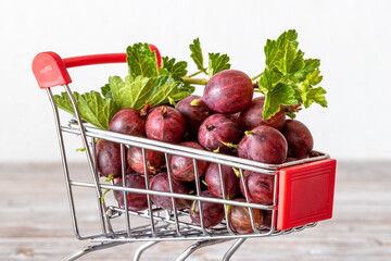 Ripe gooseberries in a metal shopping cart. Gooseberry harvest