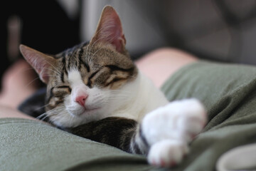 Cute tabby cat sleeping on unrecognizable owner at home. Selective focus.