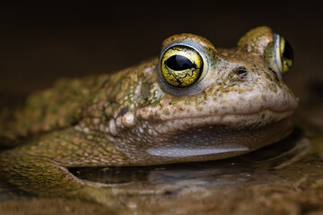 male Natterjack toad (Epidalea calamita)