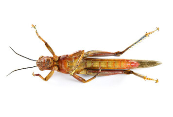 Dead Migratory locust, Locusta migratoria (Acrididae: Oedipodinae). Pest control concept. Isolated...