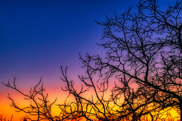 Sunset Branches 2