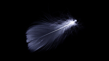Feather close up. Nature abstract bird feather texture isolated isolated on black background in macro photography, soft focus. Fashion color trends spring summer.