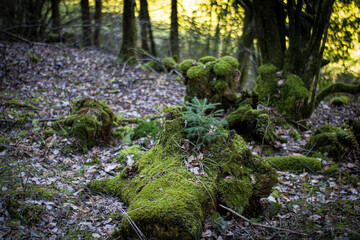 moss covered rocks
