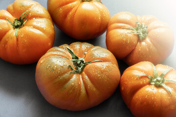 Tasty and juicy tomatoes, with the skin moistened, on a dark blue background, with the glare of the sun covering part of the scene.