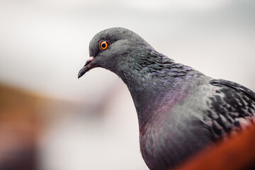 Close up shot of a pigeon