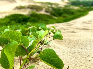 Dunas