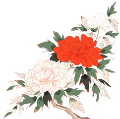 牡丹　イラスト