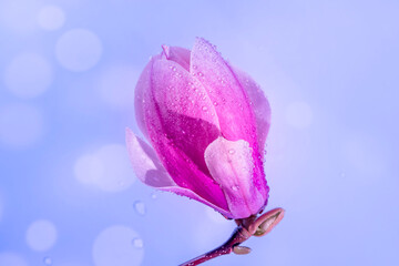 Blurred artistic photo. Close up of rain drops on a big Magnolia flower, selective focus. Light violet bokeh. High quality photo