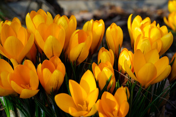 Obraz premium blühende Krokusse auf einem Blumenbeet an einem sonnigen Tag 