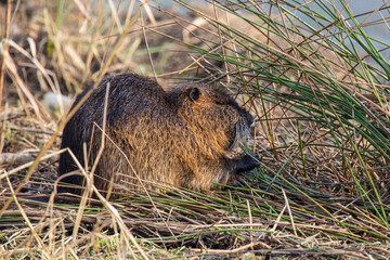 Nutria 2
