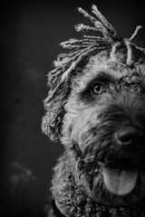 piercing gaze of a spanish water dog in black and white
