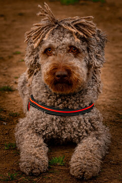 piercing gaze of a spanish water dog , lying on the ground