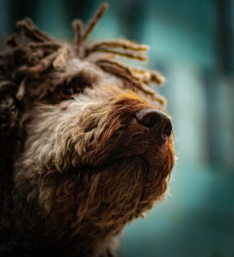 close-up of the eye of a precious spanish water dog
