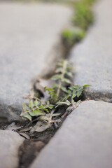 Grass in the paving stones of the old city.