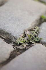 Grass in the paving stones of the old city.