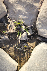  Grass in the paving stones of the old city.