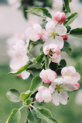 Spring flowers banner. Spring renewal, nature in spring, flowers, blooming, new life, pink flower, sakura blossom