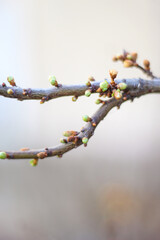 first spring buds on branches