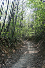 Forest Path in the summer. 