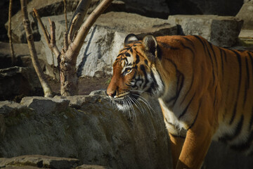 Fototapeta na wymiar Asian tiger is going in zoo. He is so housebroke