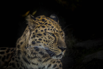 an African leopard is lying in a zoo. He is nervous.