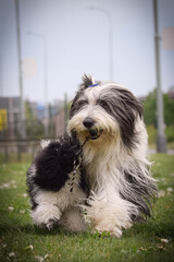 Bearded collie and poodle is running in nature. They looks so fluffy, he is so cute dog