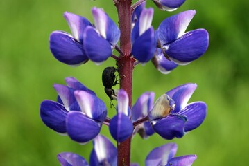 blue flowers in the garden with a worm