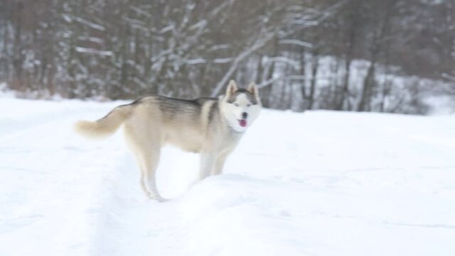 The dog is like a wolf in search of prey in the woods, using its sense of smell to look for traces of wild animals.new
