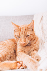 Obraz na płótnie Canvas Ginger cat is laying on sofa, calm and happy, perfect pet companion