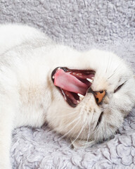 A funny Scottish straight cat with an open mouth