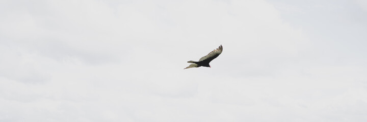 Panoramic photo of an eagle while flying