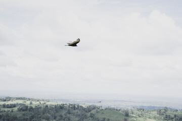Fototapeta na wymiar Eagle flying over a forest