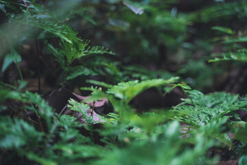 Selective focus on tropical plants in a forest