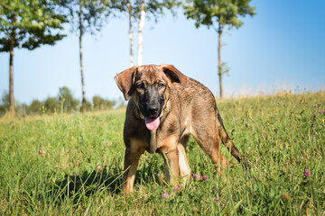 Portrait of german shepherd puppy, who is standing in meadow. He is so happy.