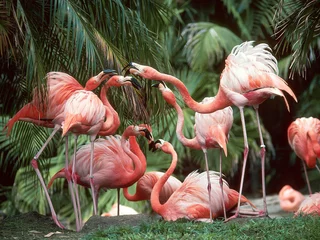 Tafelkleed roze flamingo in de dierentuin © Abdullah