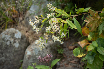 green moss on a tree