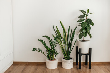 interior flowerpots in a white apartment