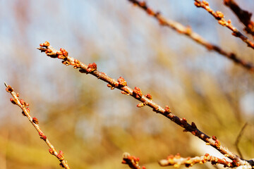 Tamarix twigs with pink buds